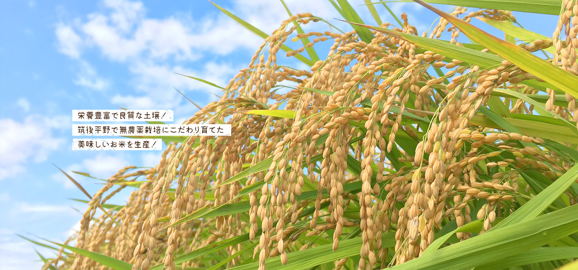 栄養豊富で良質な土壌！筑後平野で無農薬栽培にこだわり育てた美味しいお米を生産！